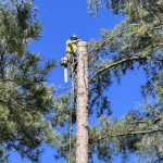 tree removal