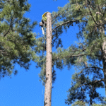 Homeowner discussing affordable tree service quote with certified arborist in Lawrenceville, GA