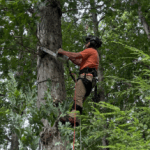 Tree Trimming & Pruning
