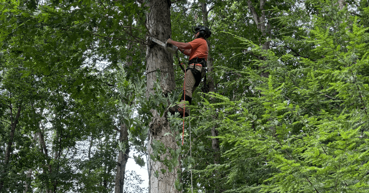 tree trimming service