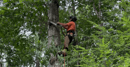 Tree Trimming & Pruning
