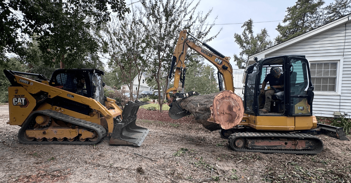 What to Expect From a Tree Service Company
