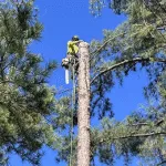 tree removal