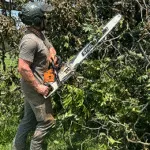 tree trimming
