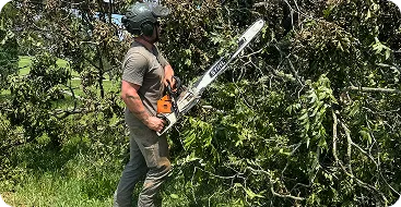 tree trimming