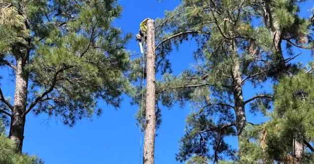 Affordable Tree Service: How to Save Without Sacrificing Quality