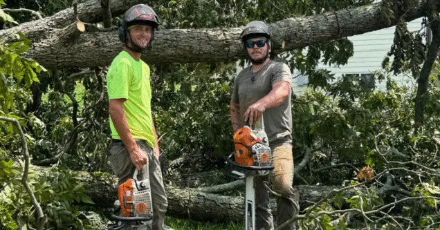 Tree Service Near Me: What to Know Before You Hire