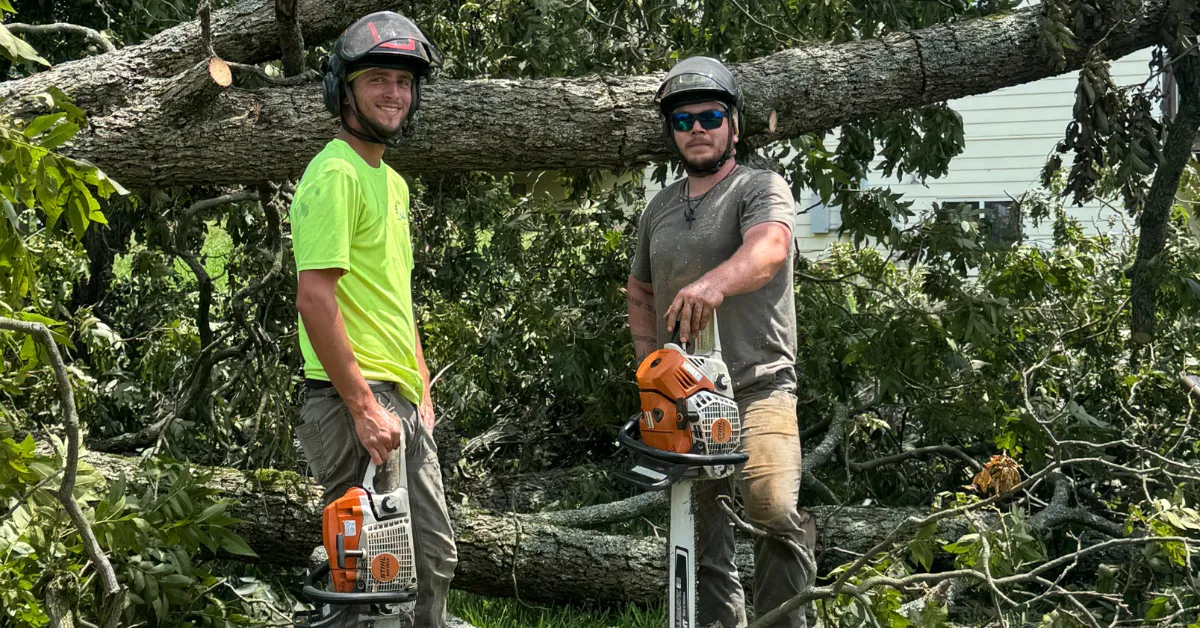 Tree Service Near Me: What to Know Before You Hire