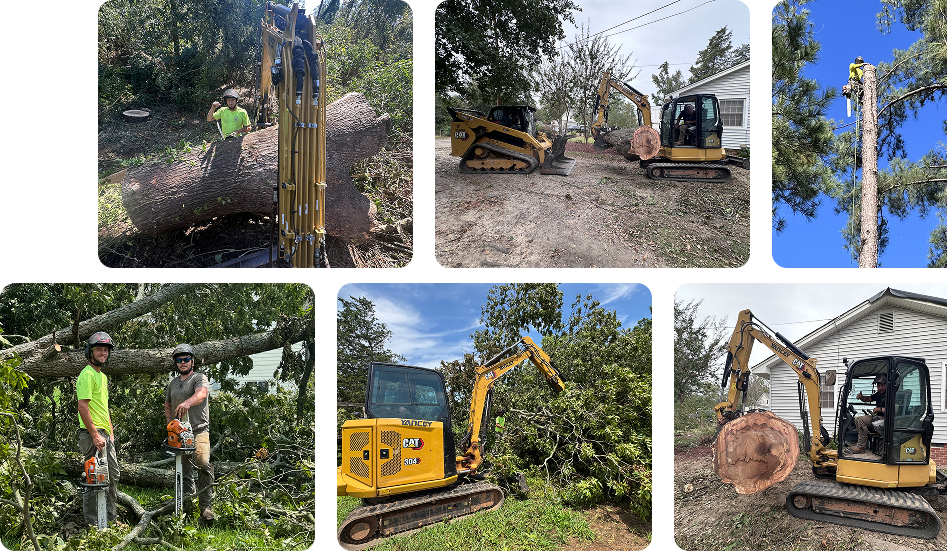 about forestry land solutions